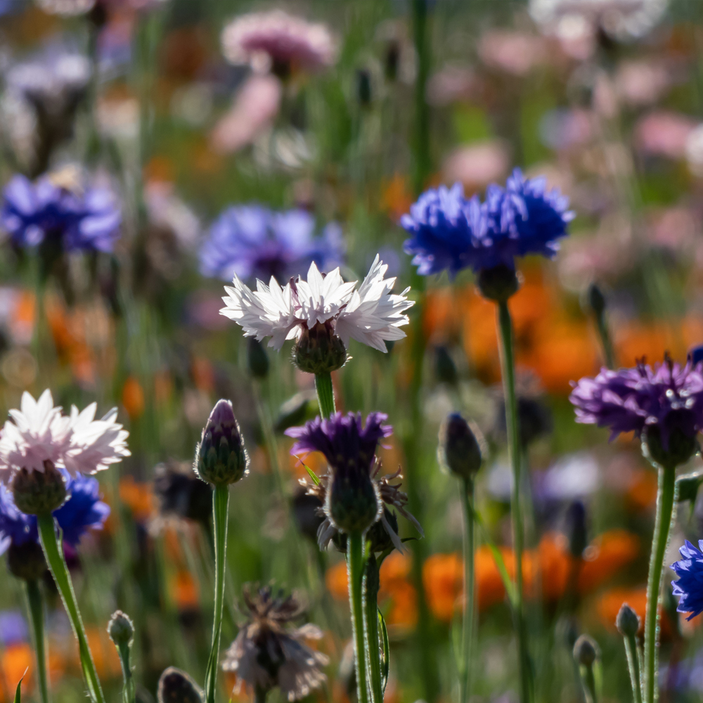 Bachelor Button - Polka Dot Mix (50-60 Seeds)