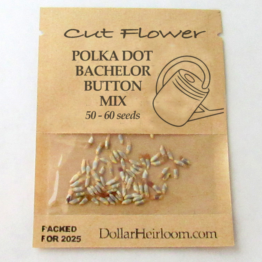 Bachelor Button – Polka Dot Mix (50-60 Seeds)