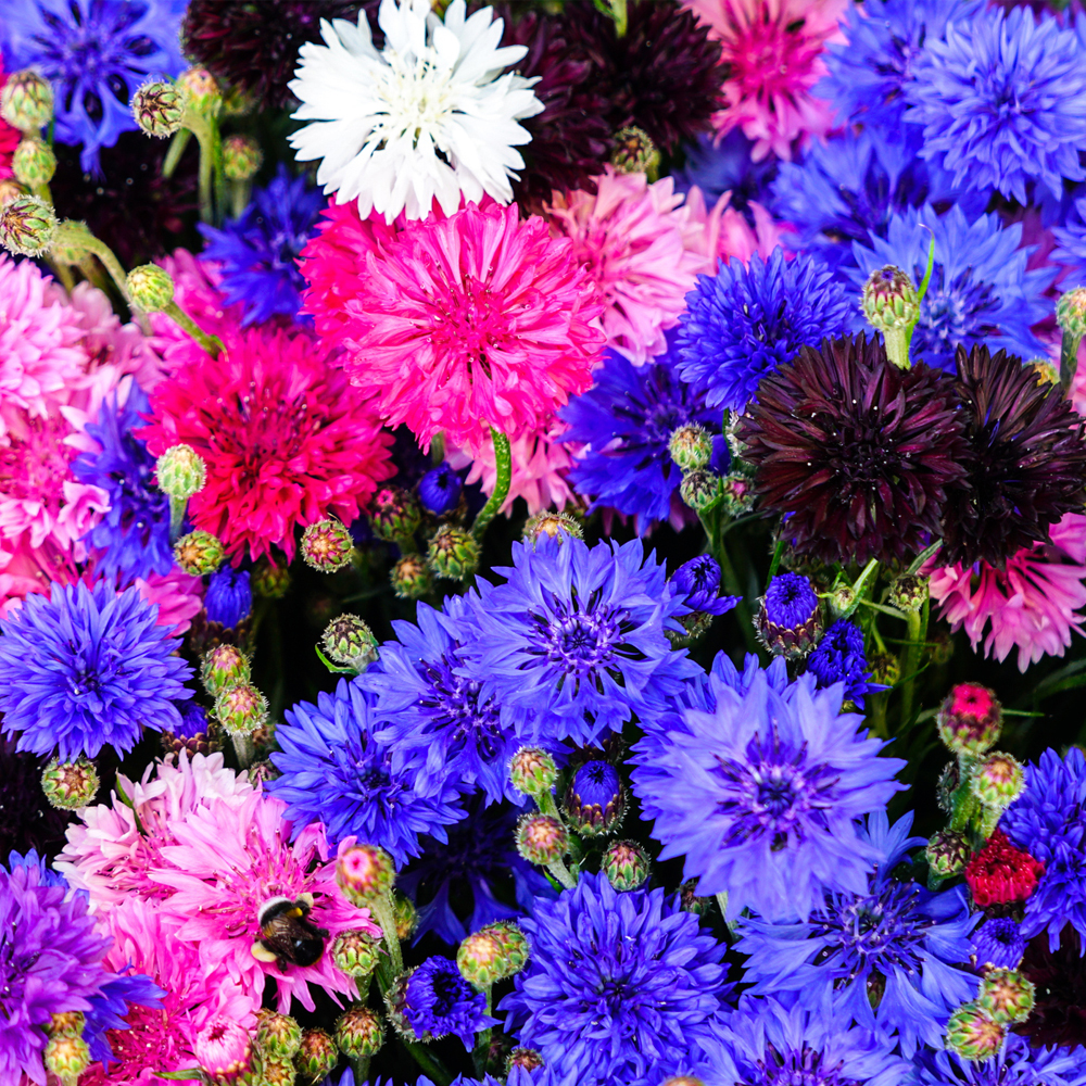 Bachelor Button – Tall Mix (40-50 Seeds)