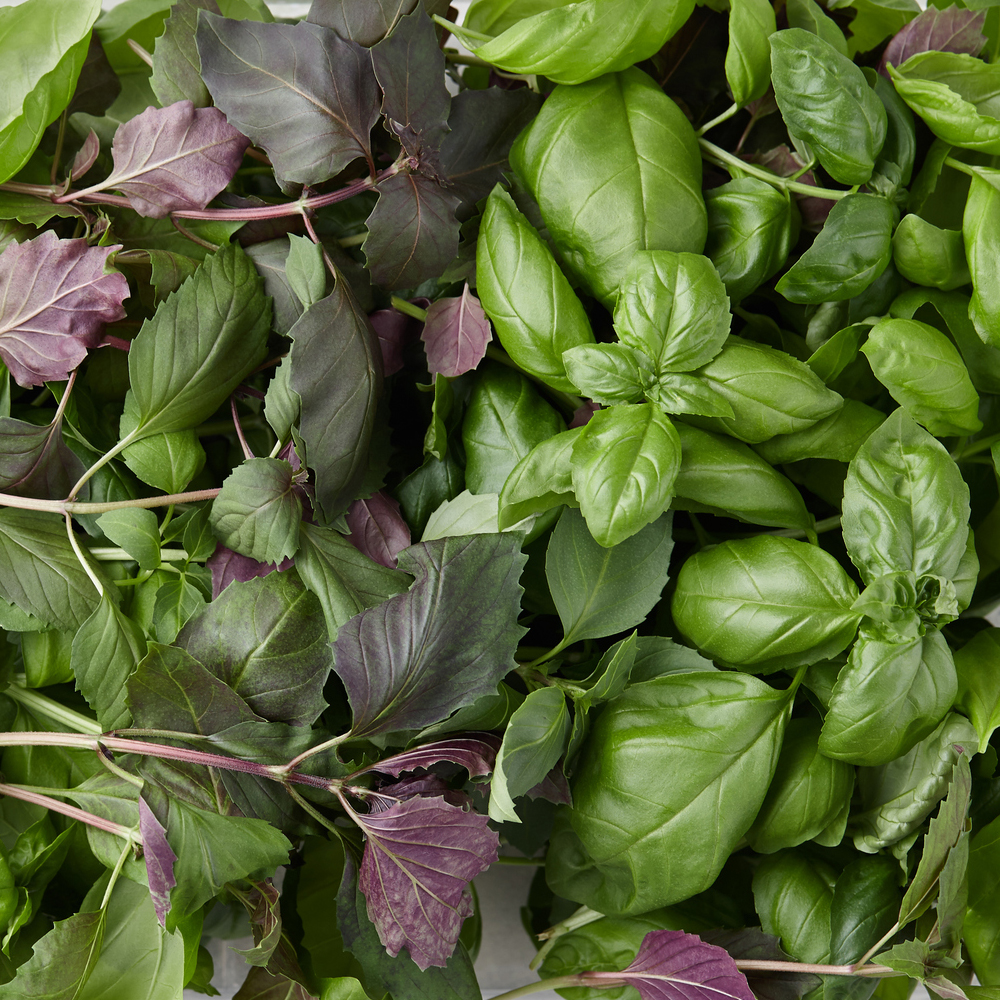 Basil – Culinary Blend (100-120 Seeds)