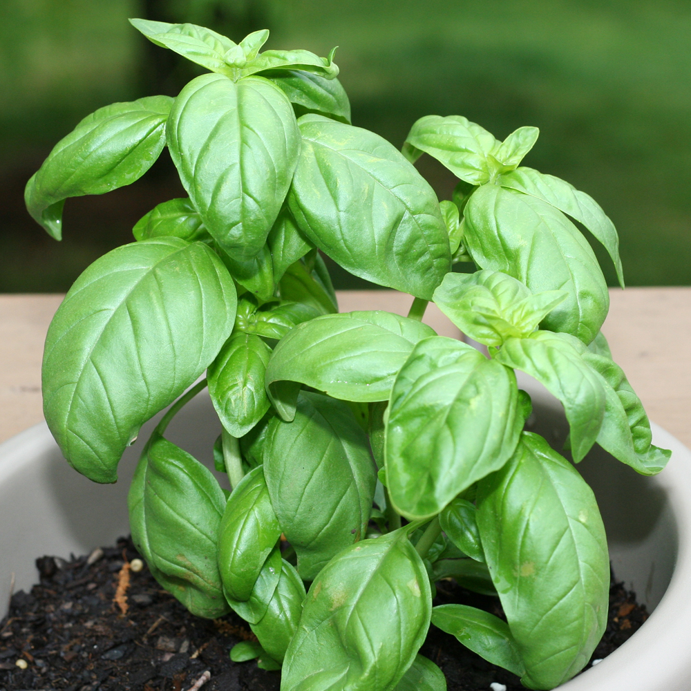 Basil – Genovese (100-120 Seeds)