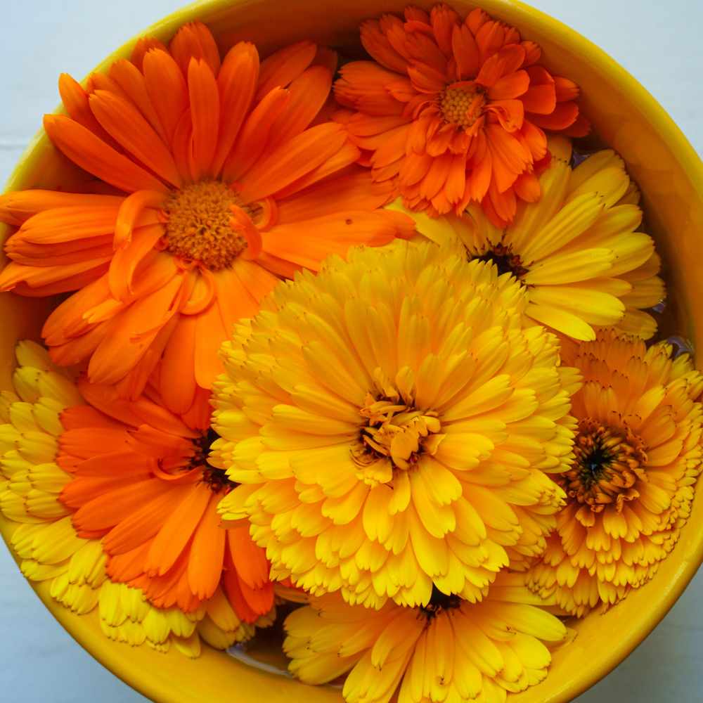 Calendula - Fancy Mix