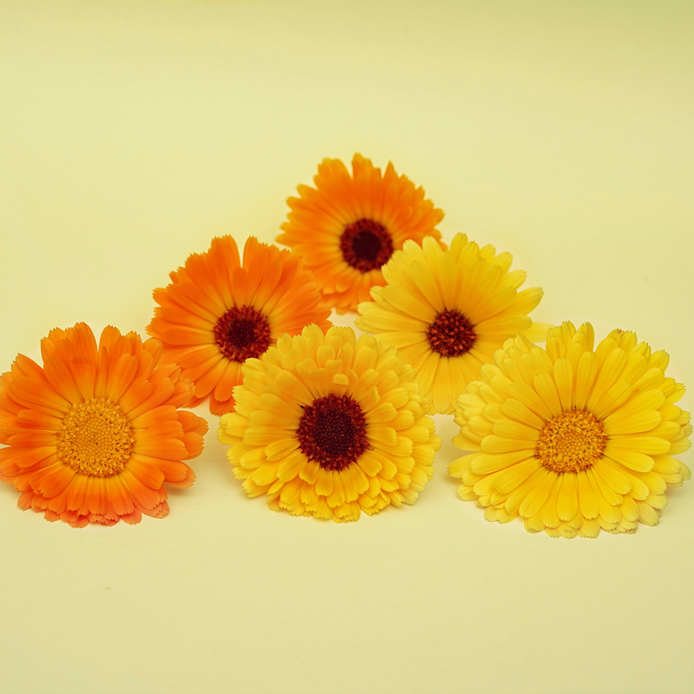 Calendula - Fancy Mix