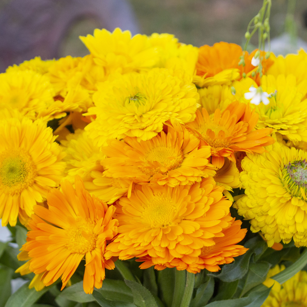 Calendula – Fiesta Gitana (25-30 Seeds)