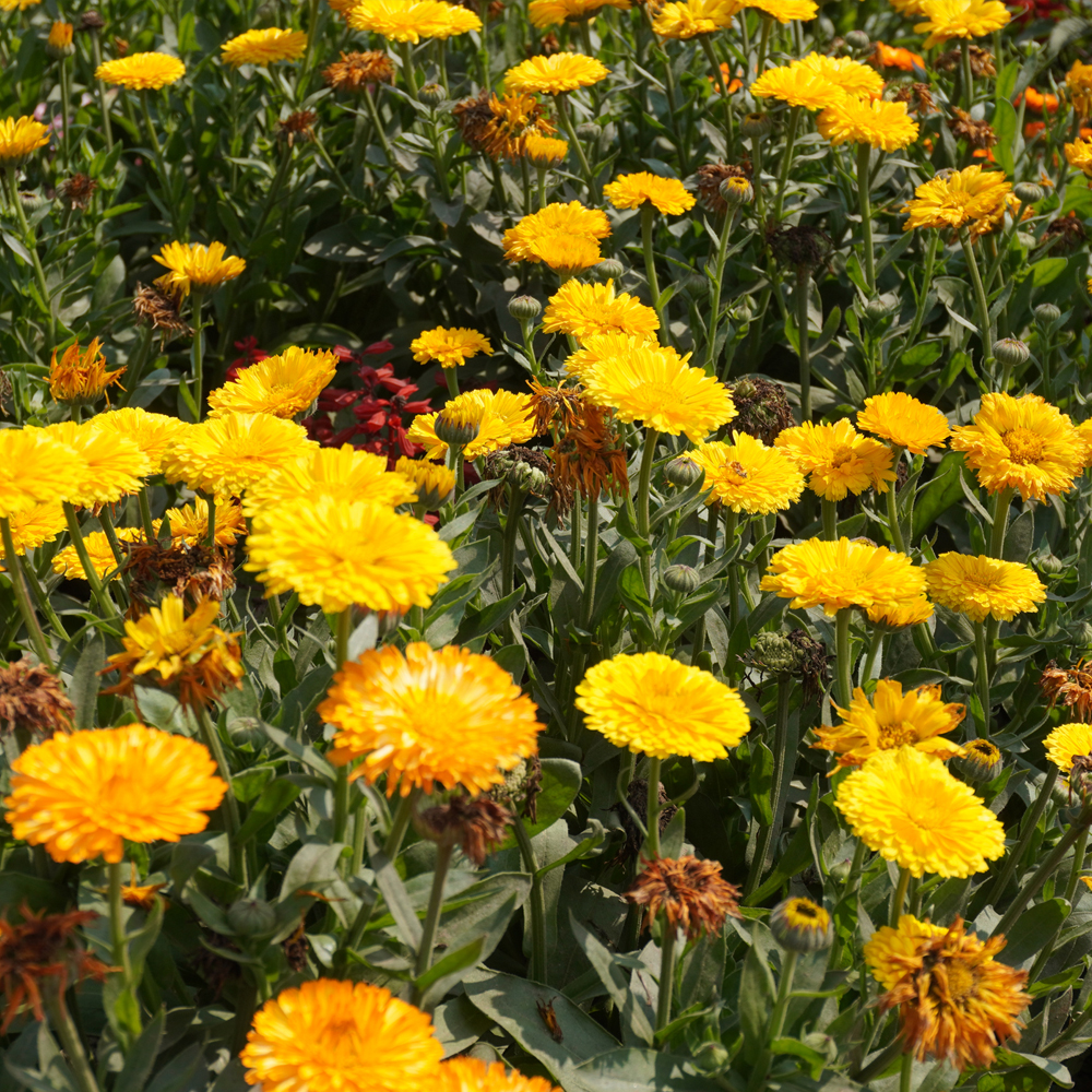 Calendula - Fiesta Gitana (25-30 Seeds)