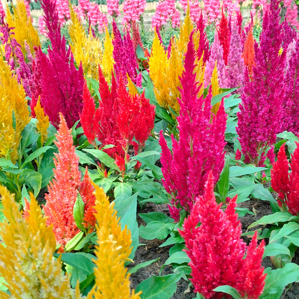Celosia – Pampas Plume Mix (120-140 Seeds)