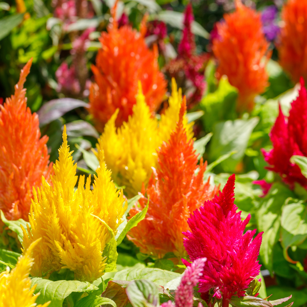 Celosia - Pampas Plume Mix (120-140 Seeds)