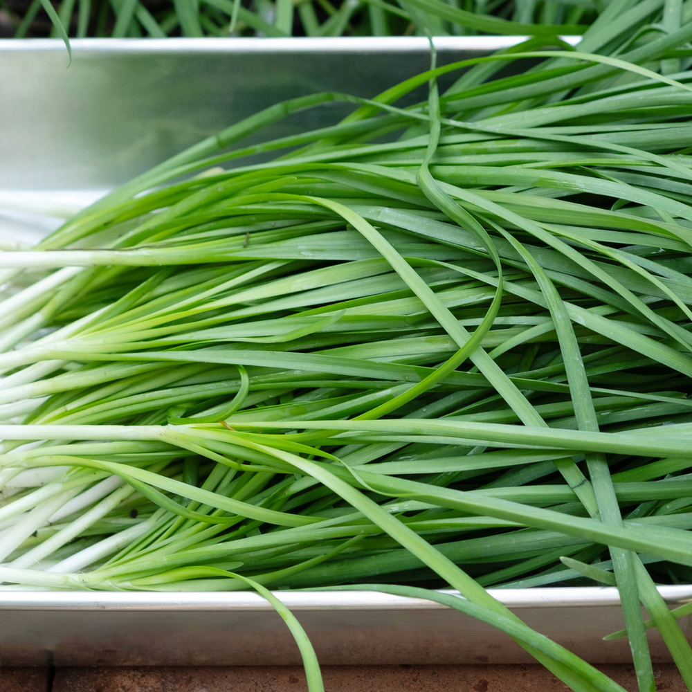 Chives - Garlic