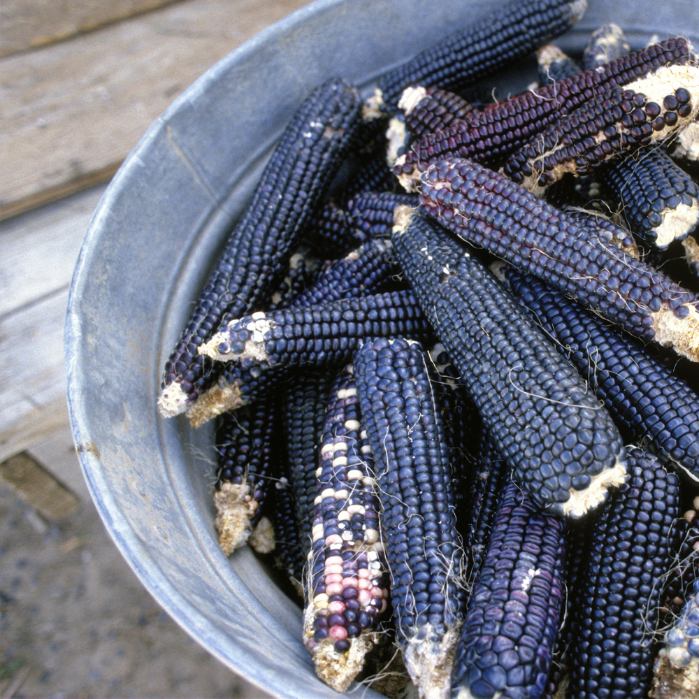 Corn – Flint – Hopi Blue (7-8 Seeds)