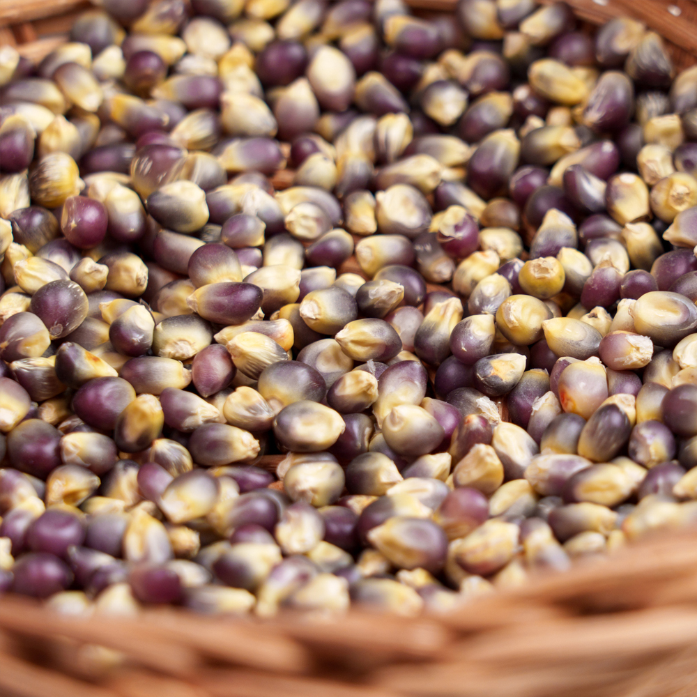 Corn - Flint - Hopi Blue (7-8 Seeds)