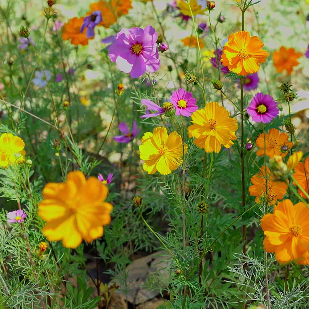 Cosmos – Crazy for Cosmos Mix (50-60 Seeds)