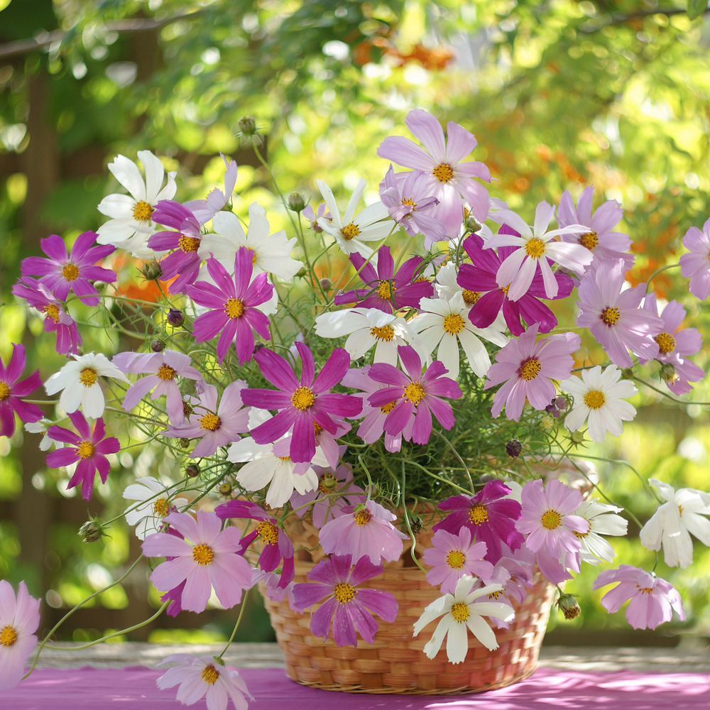 Cosmos - Crazy for Cosmos Mix (50-60 Seeds)