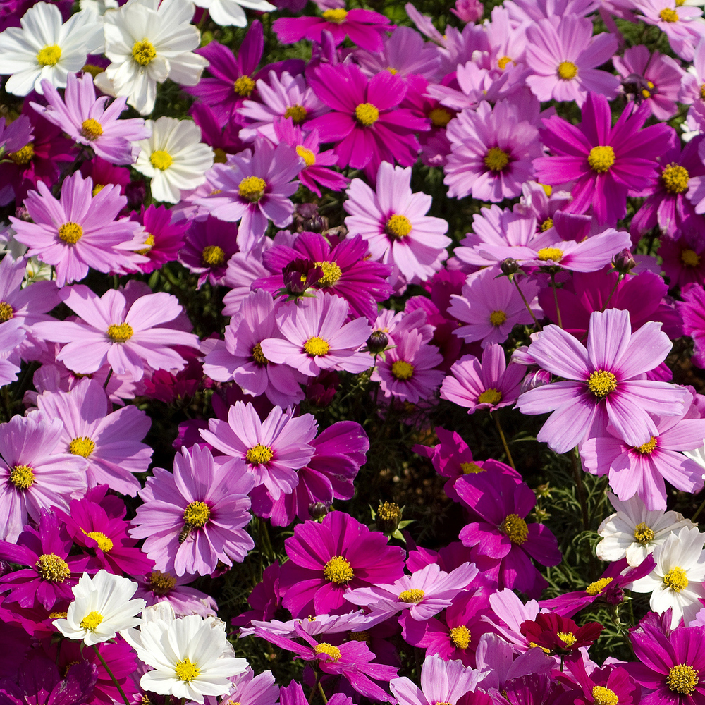 Cosmos – Seashells Mix (50-60 Seeds)