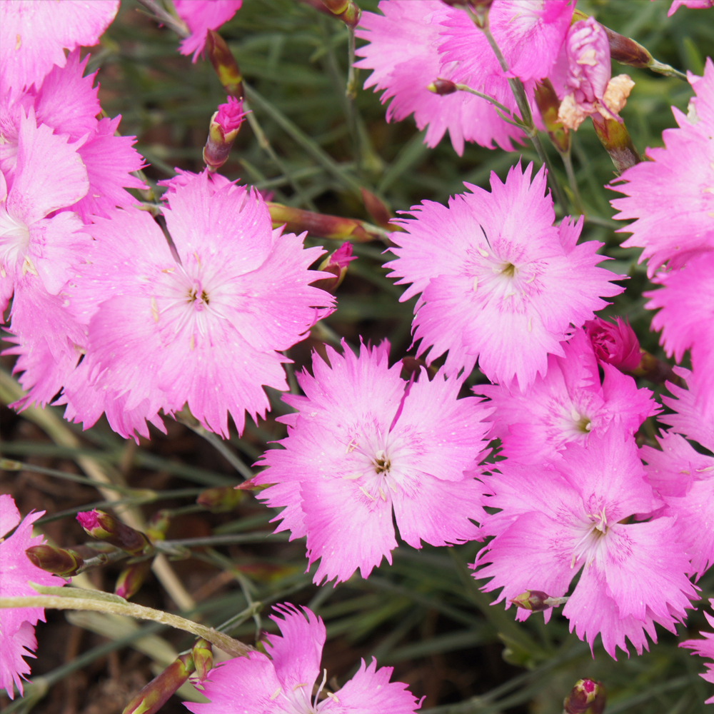 Dianthus - Cottage Pink (100-120 Seeds)