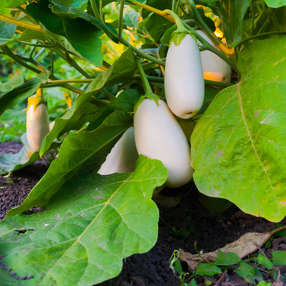 Eggplant - Casper White (10-15 Seeds)