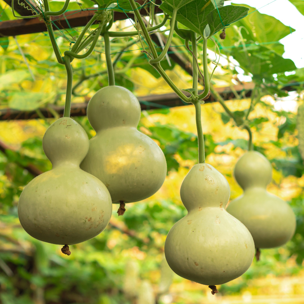 Gourd – Birdhouse (4 Seeds)