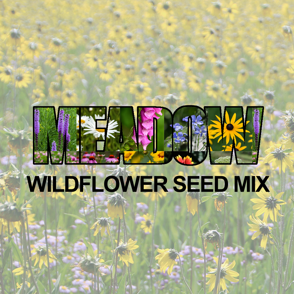 Wildflower - Meadow