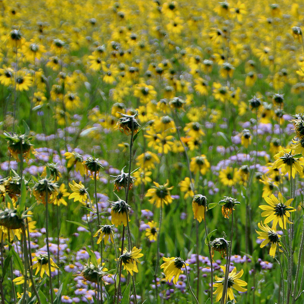 Wildflower - Meadow
