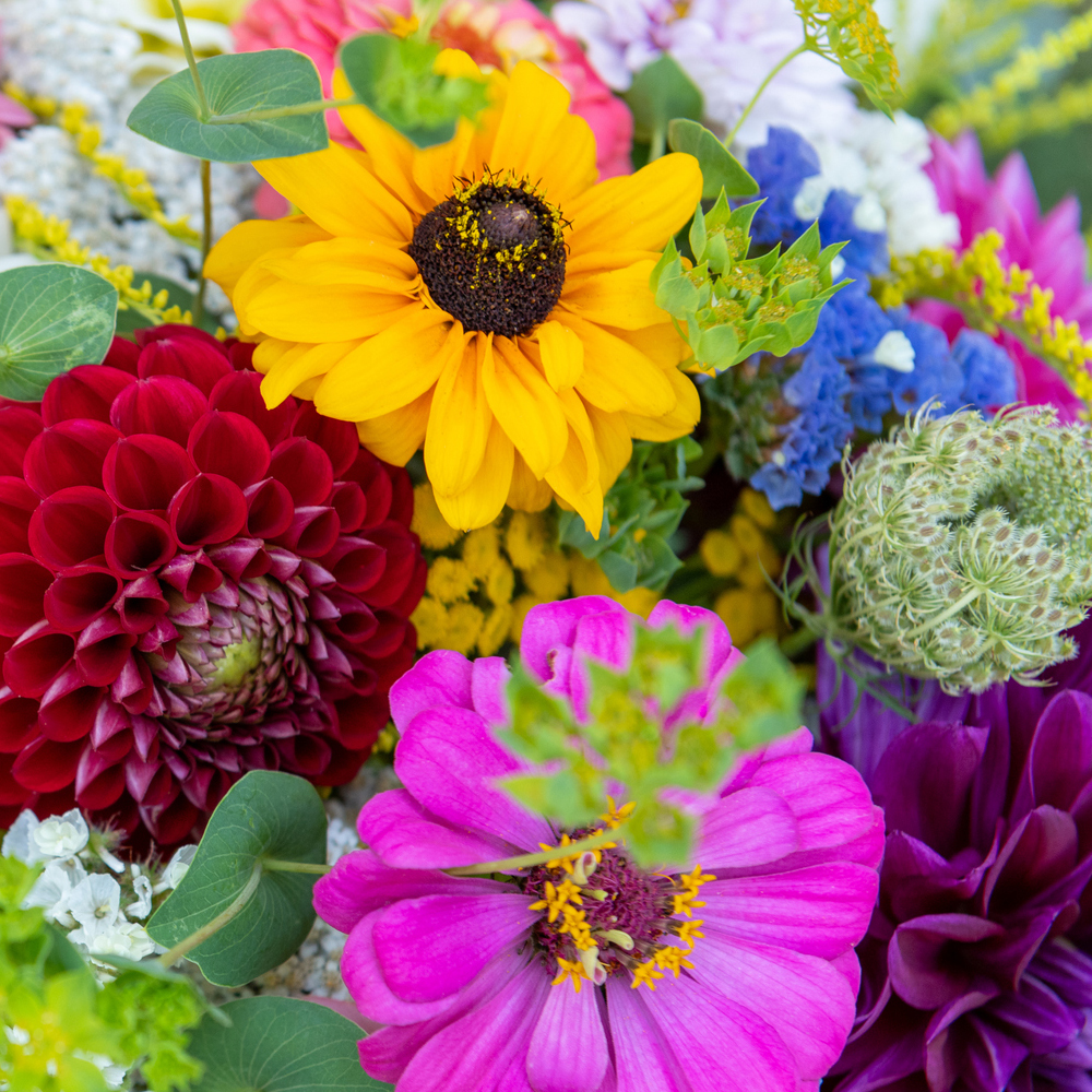 Easy Flowers to Grow