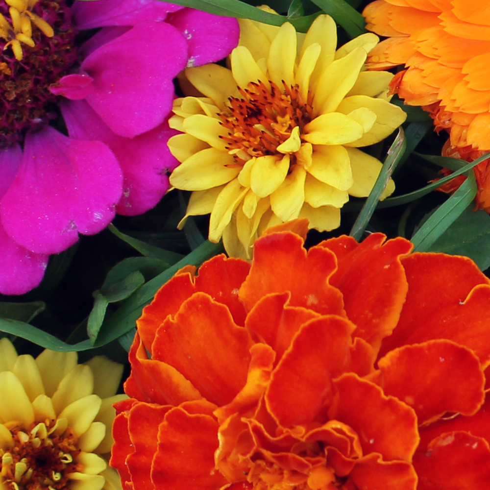 Mix - Zinnia and Cosmos - Cosmic Zen