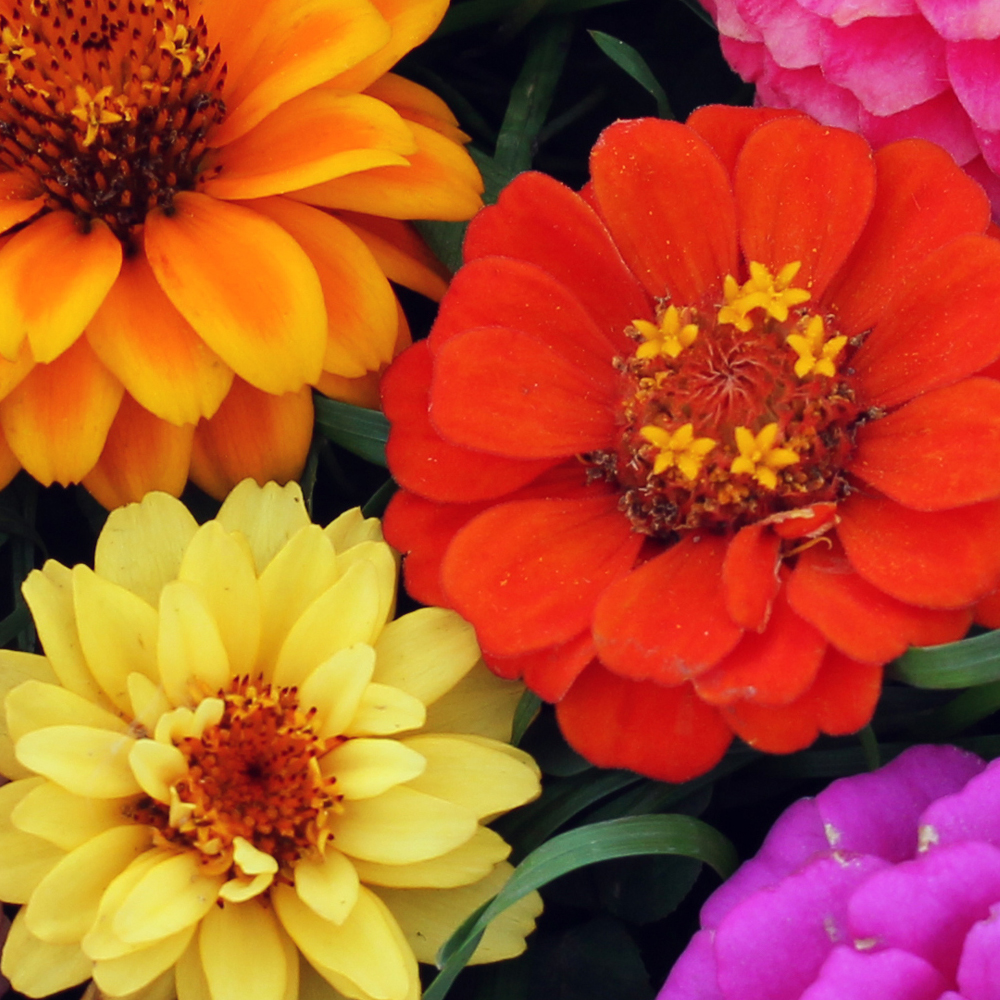 Mix - Zinnia and Cosmos - Cosmic Zen