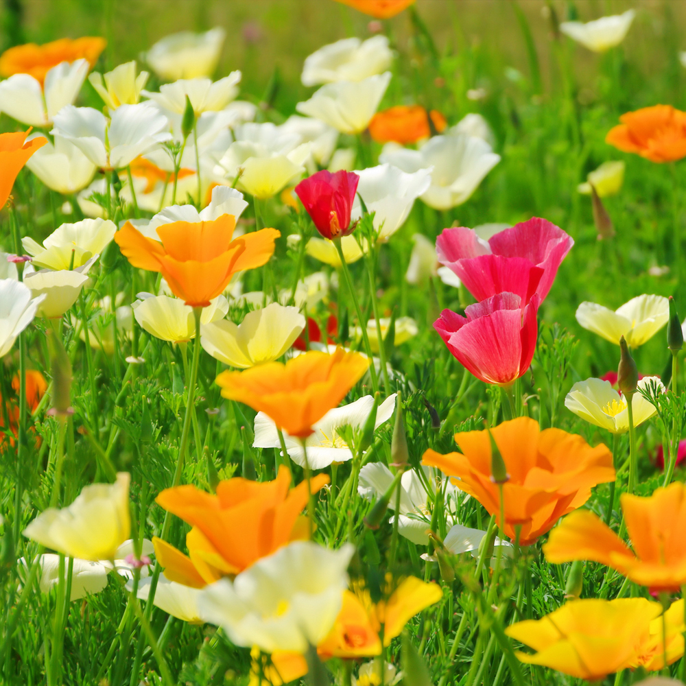 Poppy – California Formula Mix (100-120 Seeds)