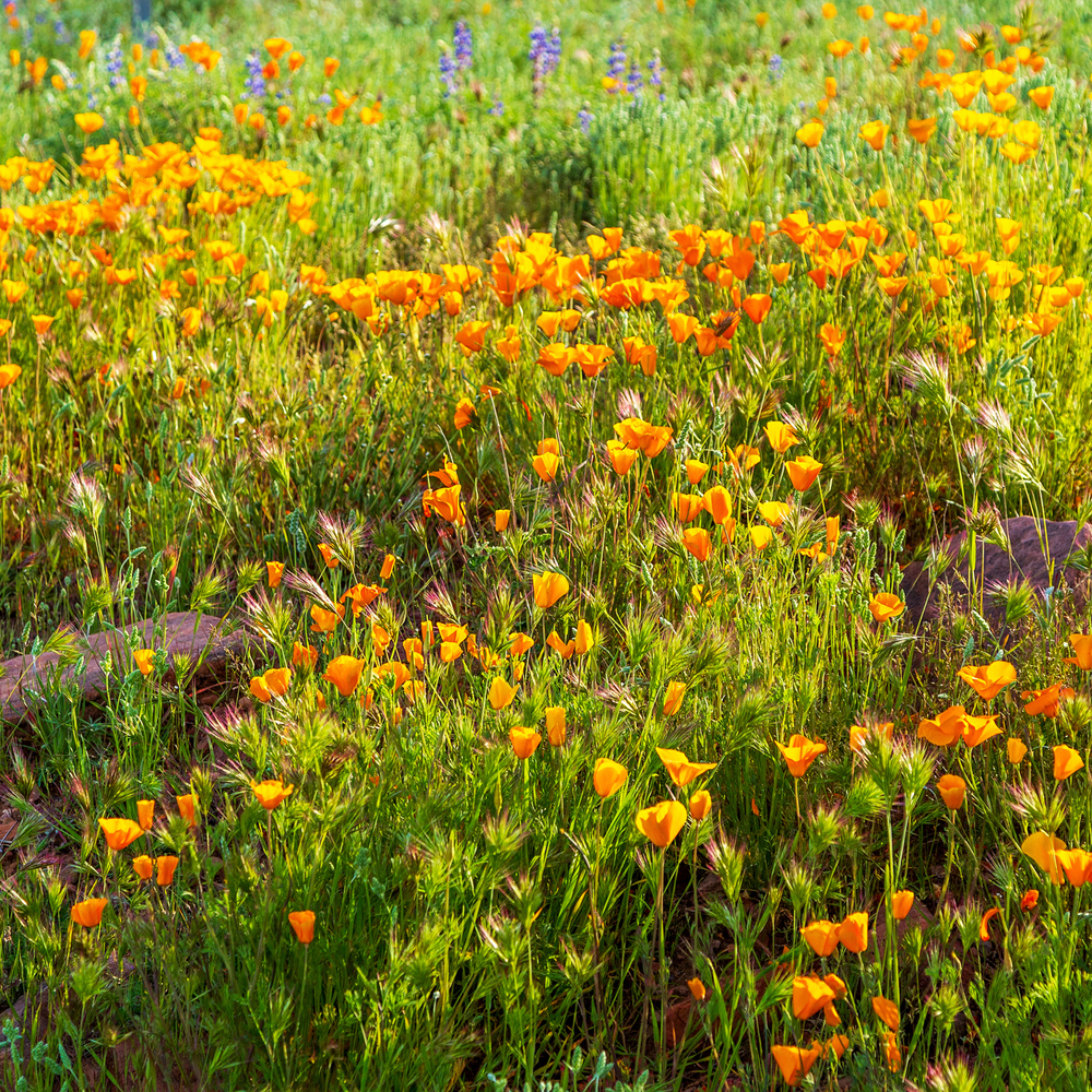 Poppy - California Formula Mix (100-120 Seeds)