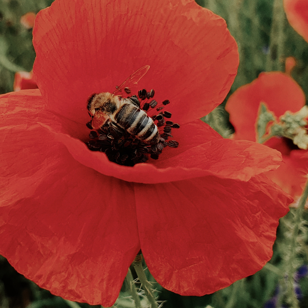 Poppy – Power Pollinator Mix (5-8 Sq Ft)