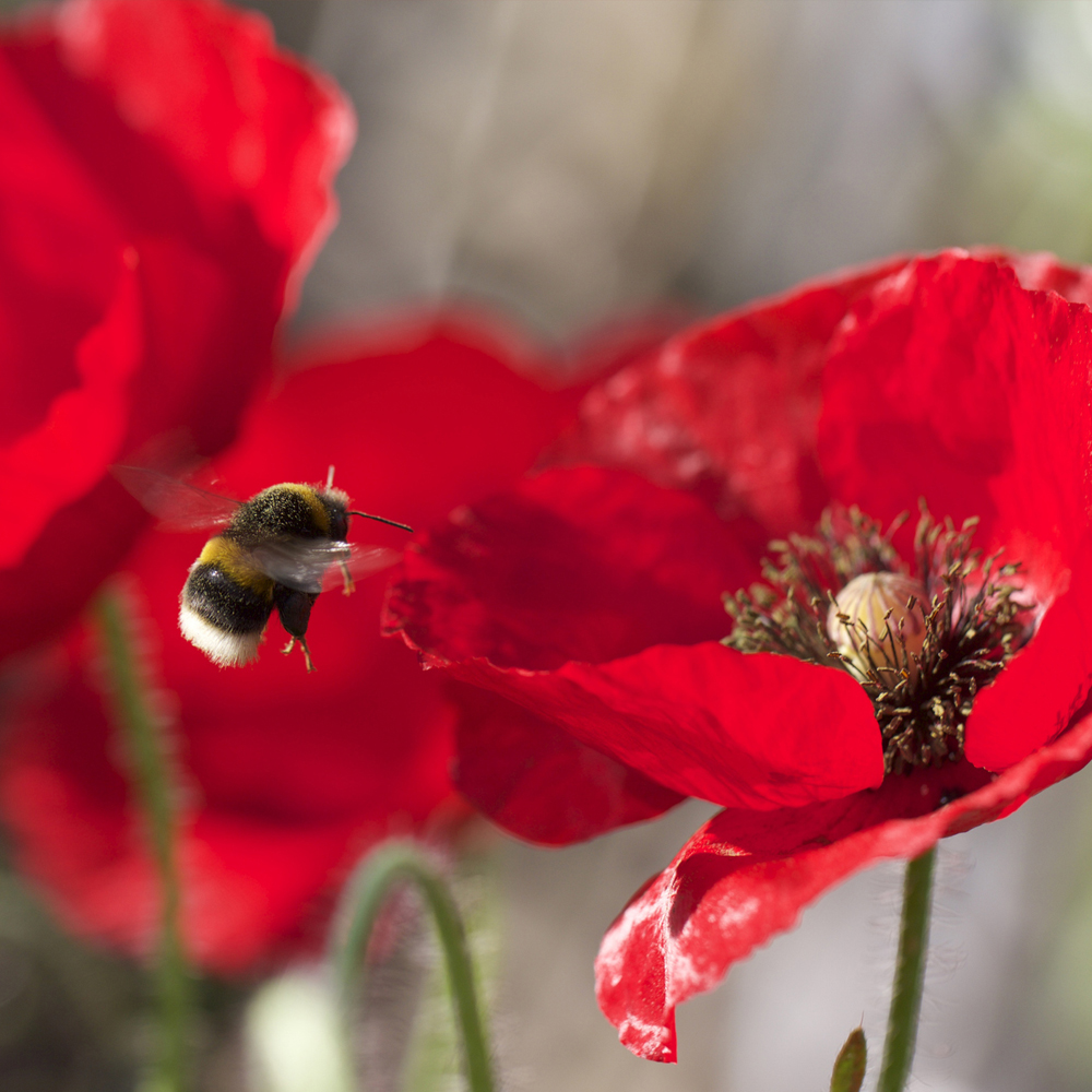 Poppy - Power Pollinator Mix (5-8 Sq Ft)