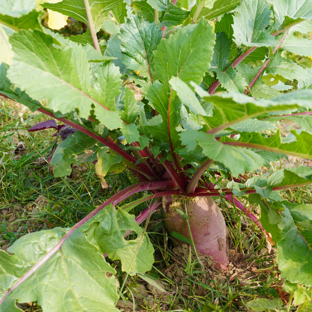 Radish – French Breakfast (100-120 Seeds)