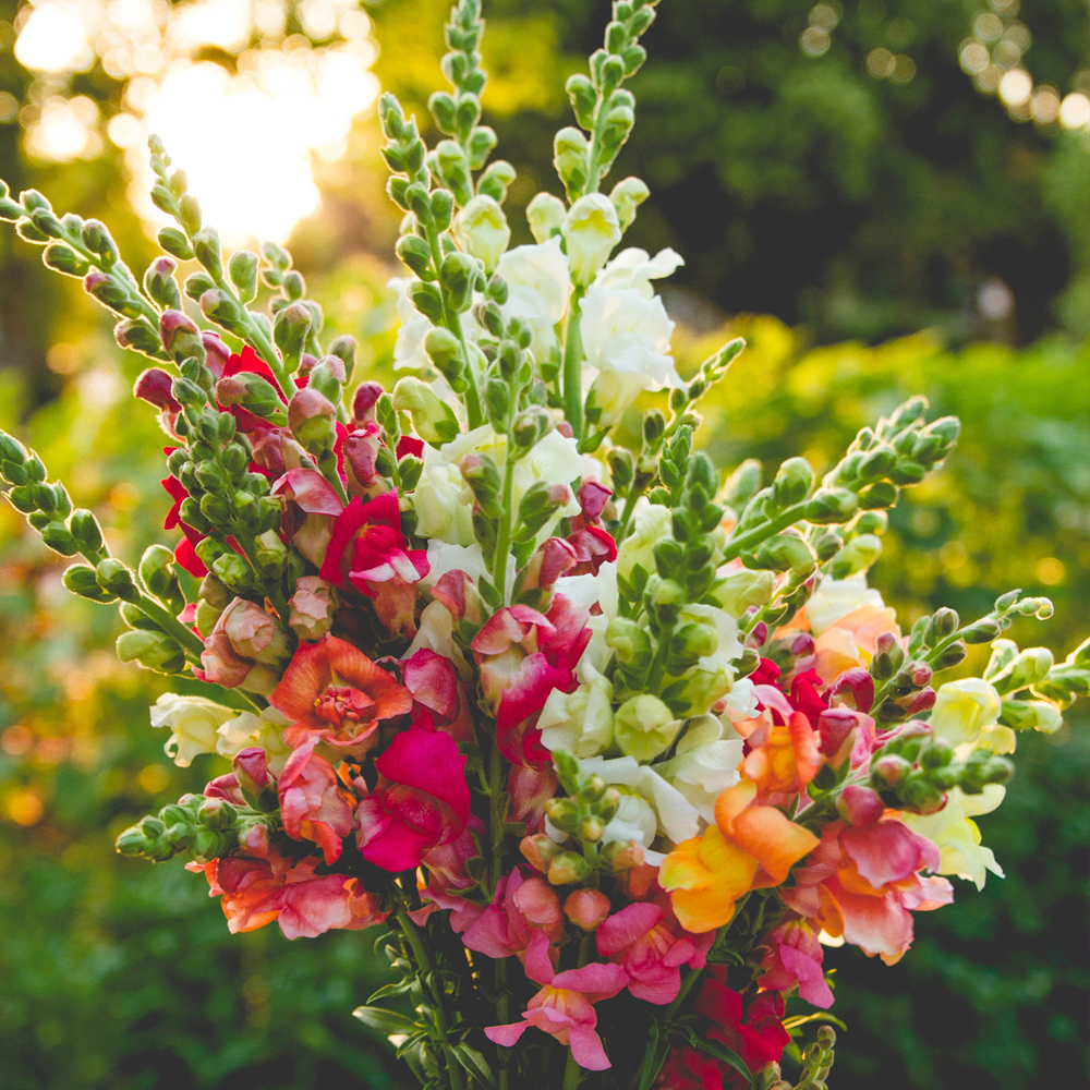 Snapdragon – Magic Carpet Mix (150-200 Seeds)
