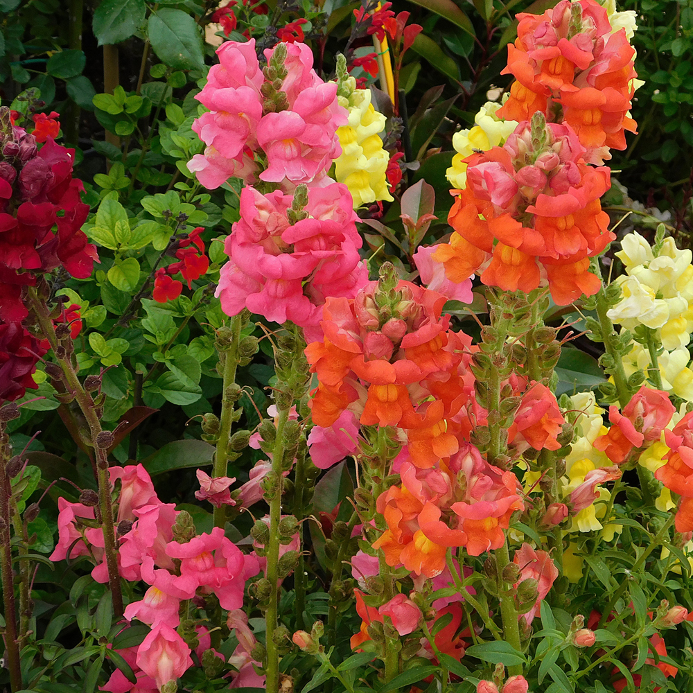 Snapdragon - Magic Carpet Mix (150-200 Seeds)
