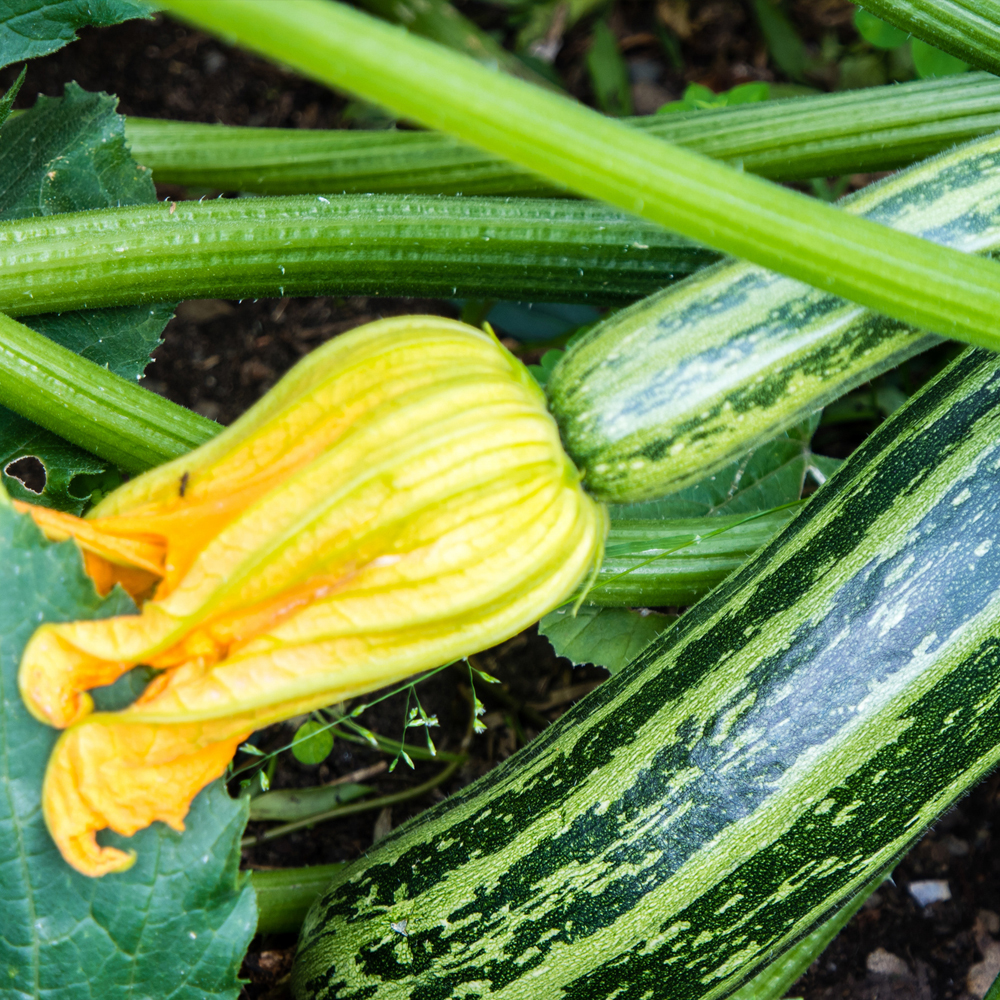 Squash – Cocozelle Zucchini Summer (6-8 Seeds)