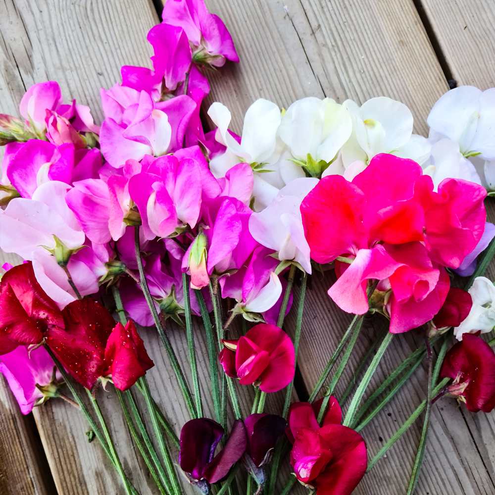 Sweet Pea – Knee High Mix (8-10 Seeds)