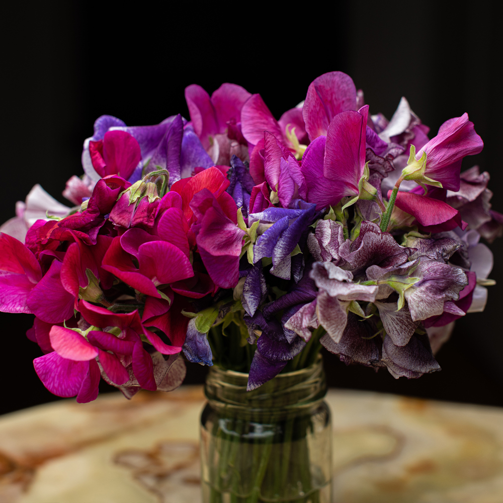 Sweet Pea – Knee High Mix (8-10 Seeds)
