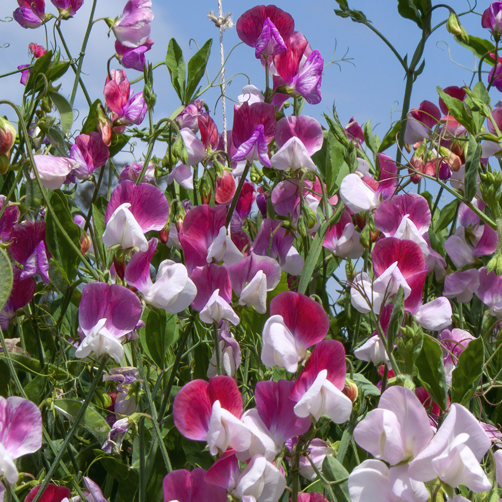 Sweet Pea – Little Sweetheart Dwarf Mix (8-10 Seeds)