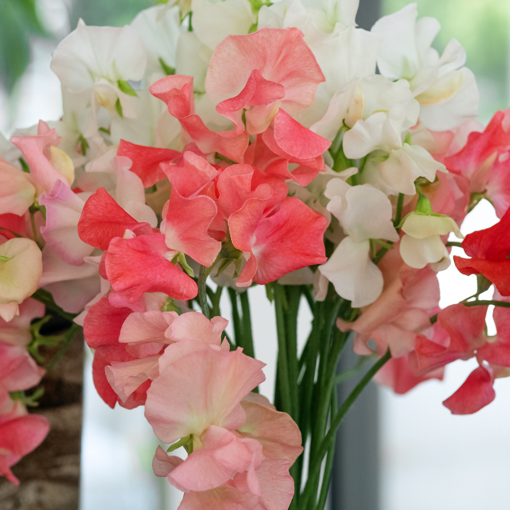 Sweet Pea - Little Sweetheart Dwarf Mix (8-10 Seeds)