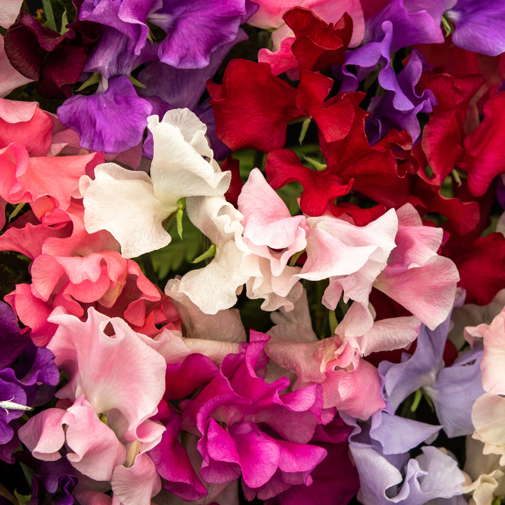 Sweet Pea - Old Spice Mix (8-10 Seeds)