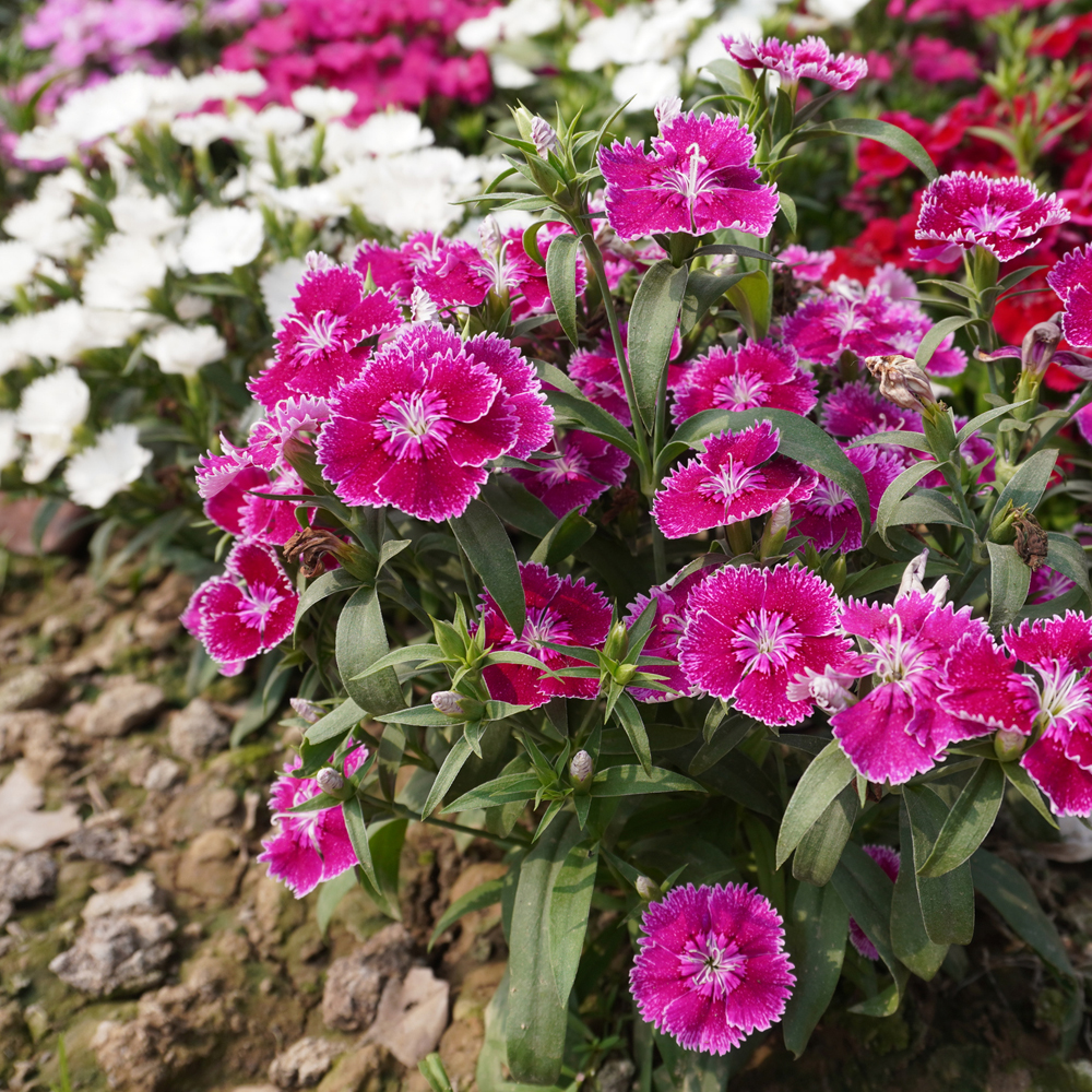 Sweet William – Indian Carpet Dwarf Single Mix (120-140 Seeds)