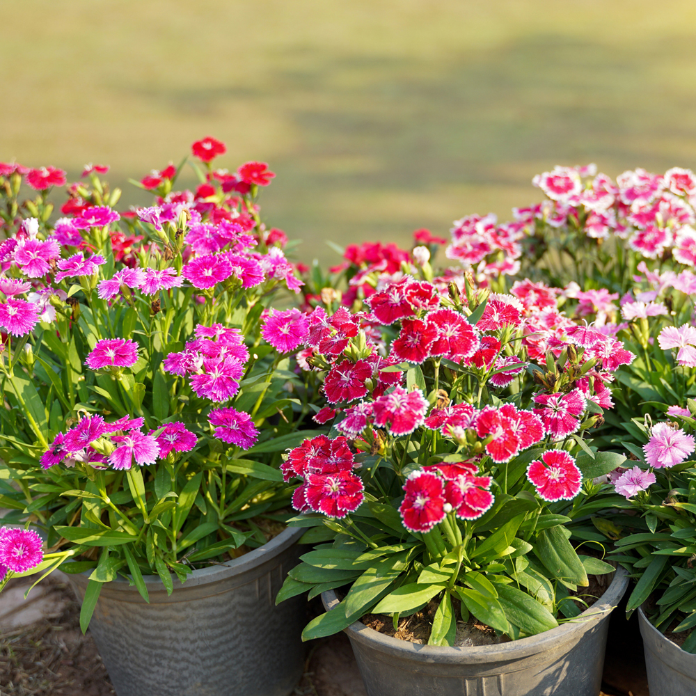 Sweet William - Indian Carpet Dwarf Single Mix (120-140 Seeds)