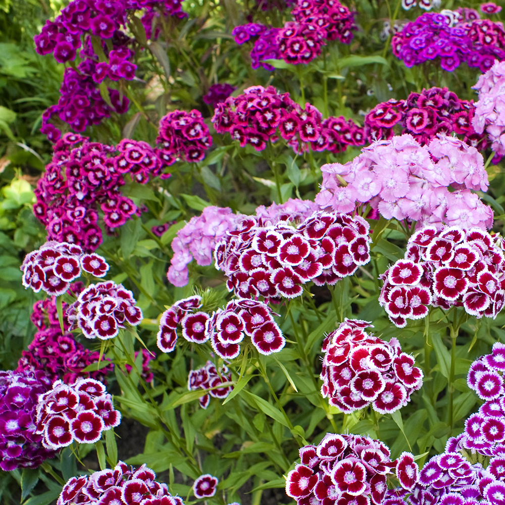 Sweet William – Tall Double Mix (80-100 Seeds)