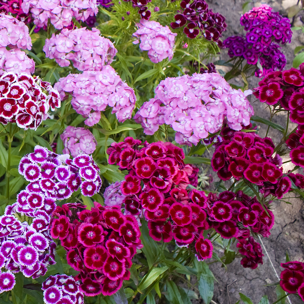 Sweet William - Tall Double Mix (80-100 Seeds)