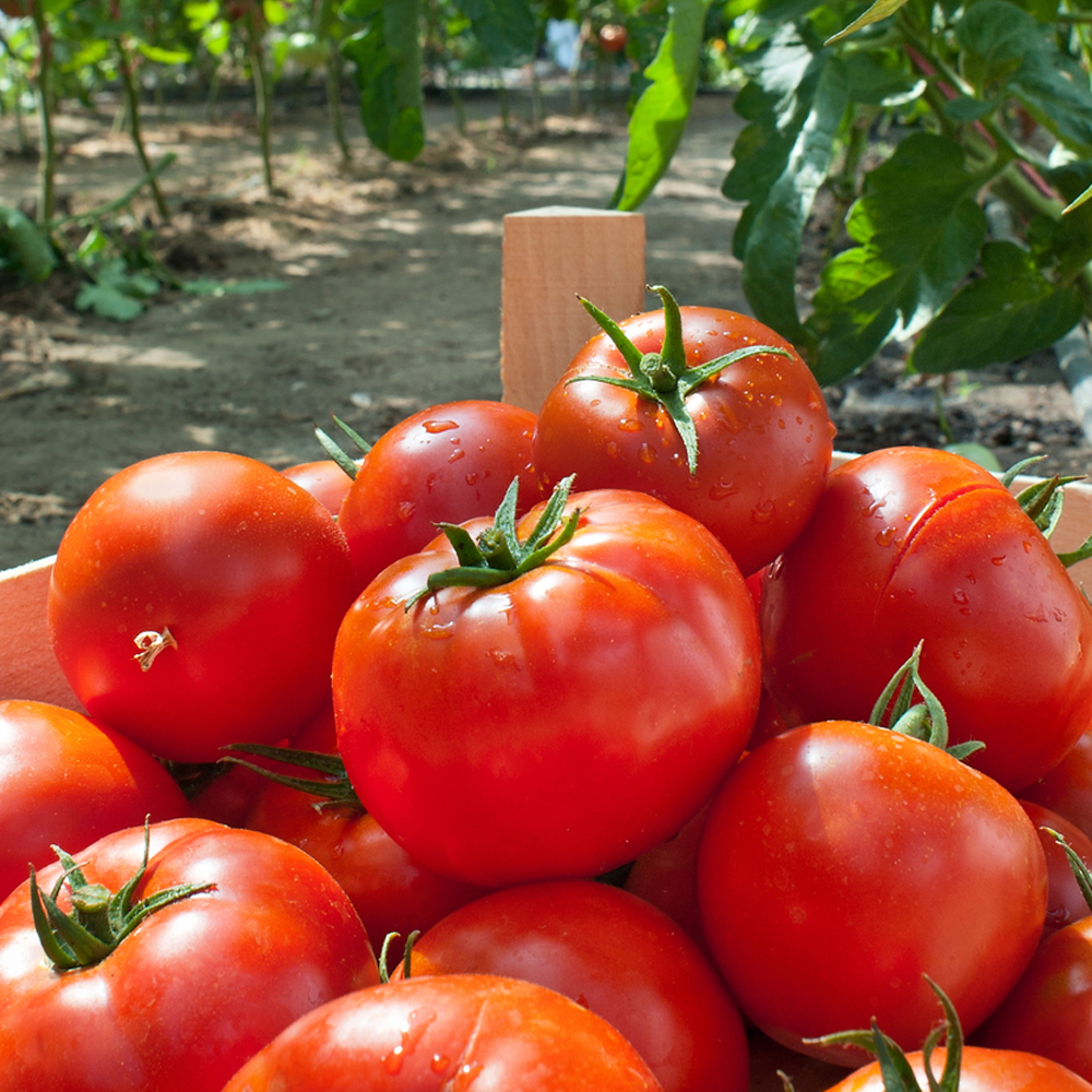 Tomato – Salad – Moneymaker (16-18 Seeds)