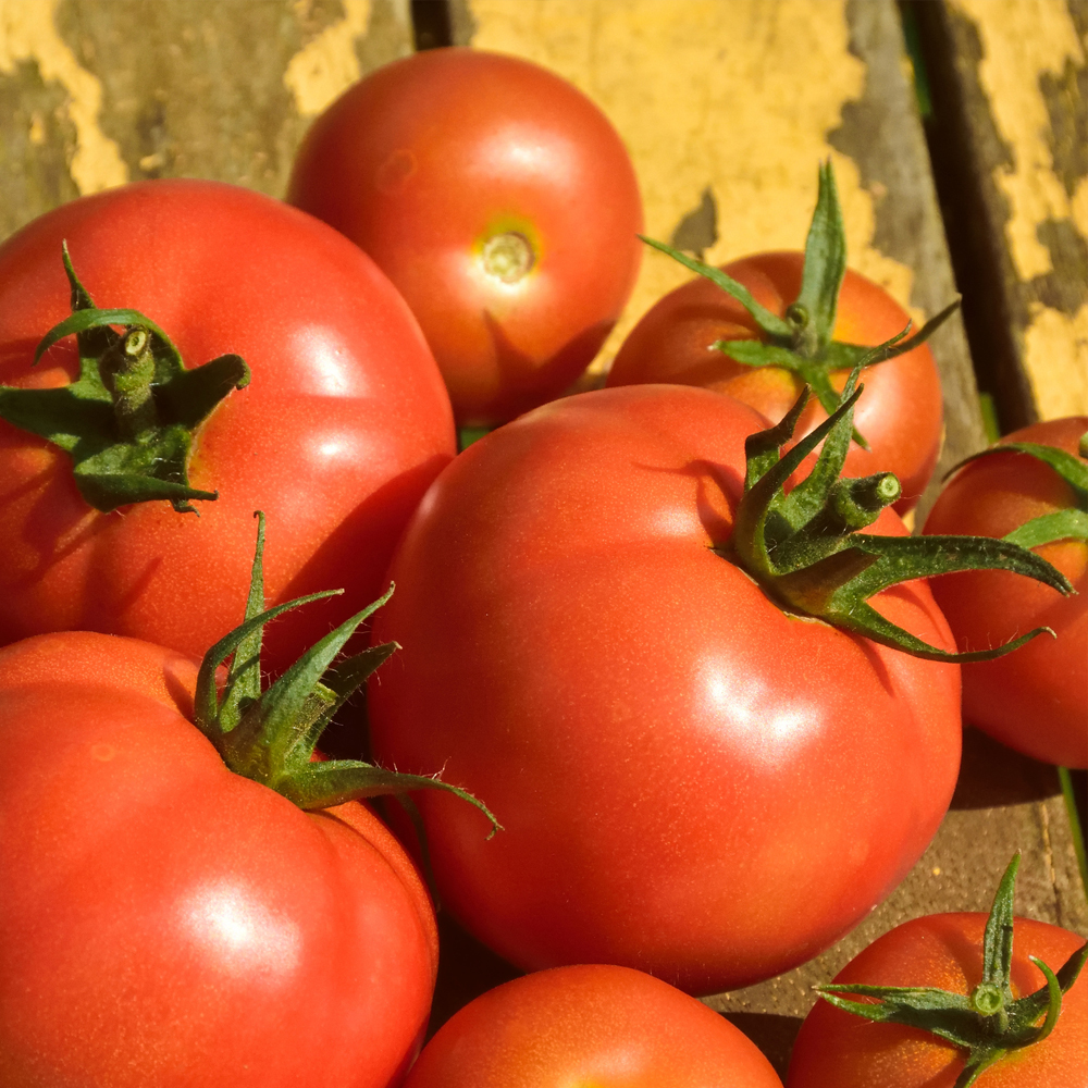 Tomato - Slicing - Marglobe (16-18 Seeds)