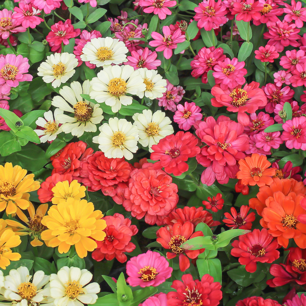 Zinnia – Pumila/Cut and Come Again Mix (30-40 Seeds)