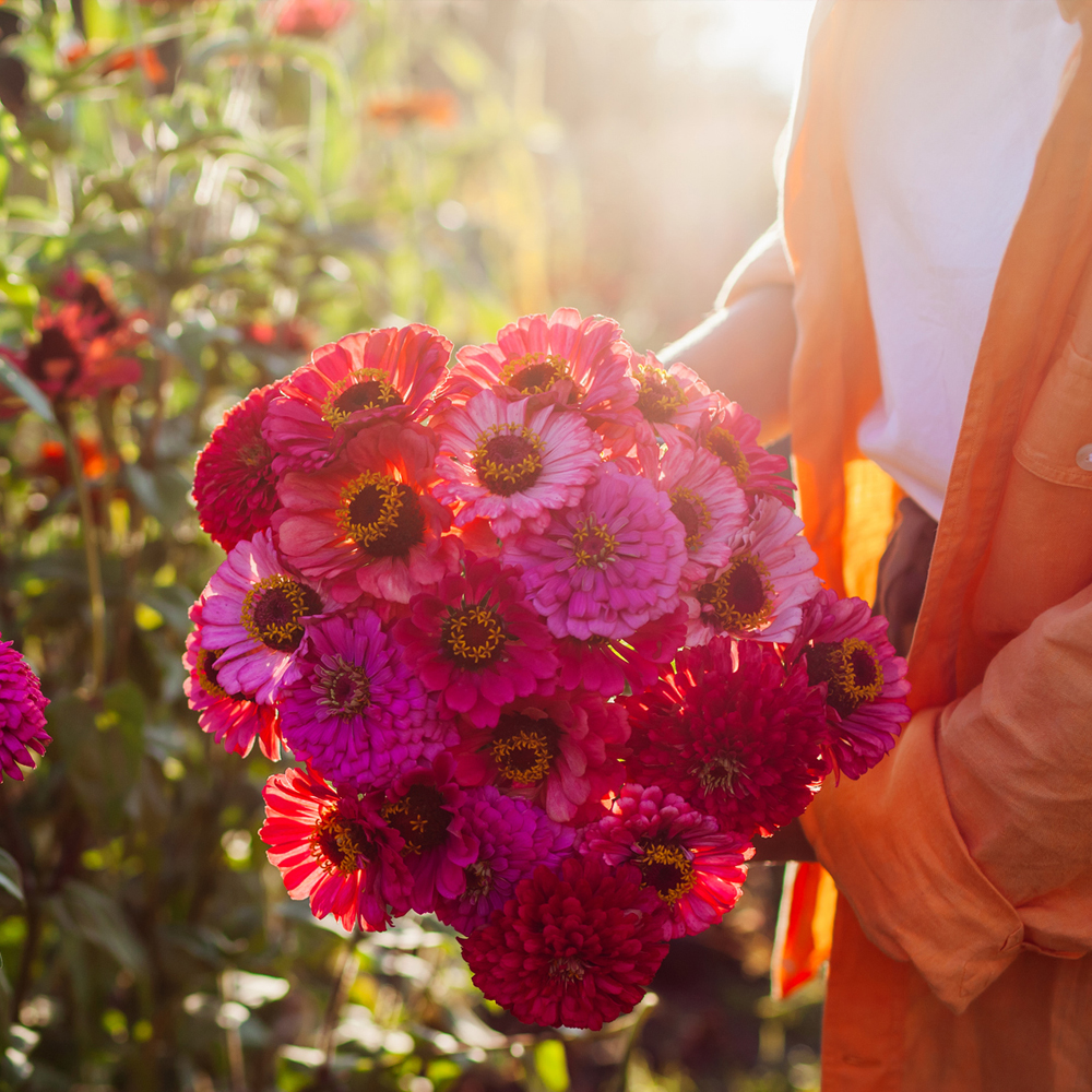 Zinnia - Pumila/Cut and Come Again Mix (30-40 Seeds)
