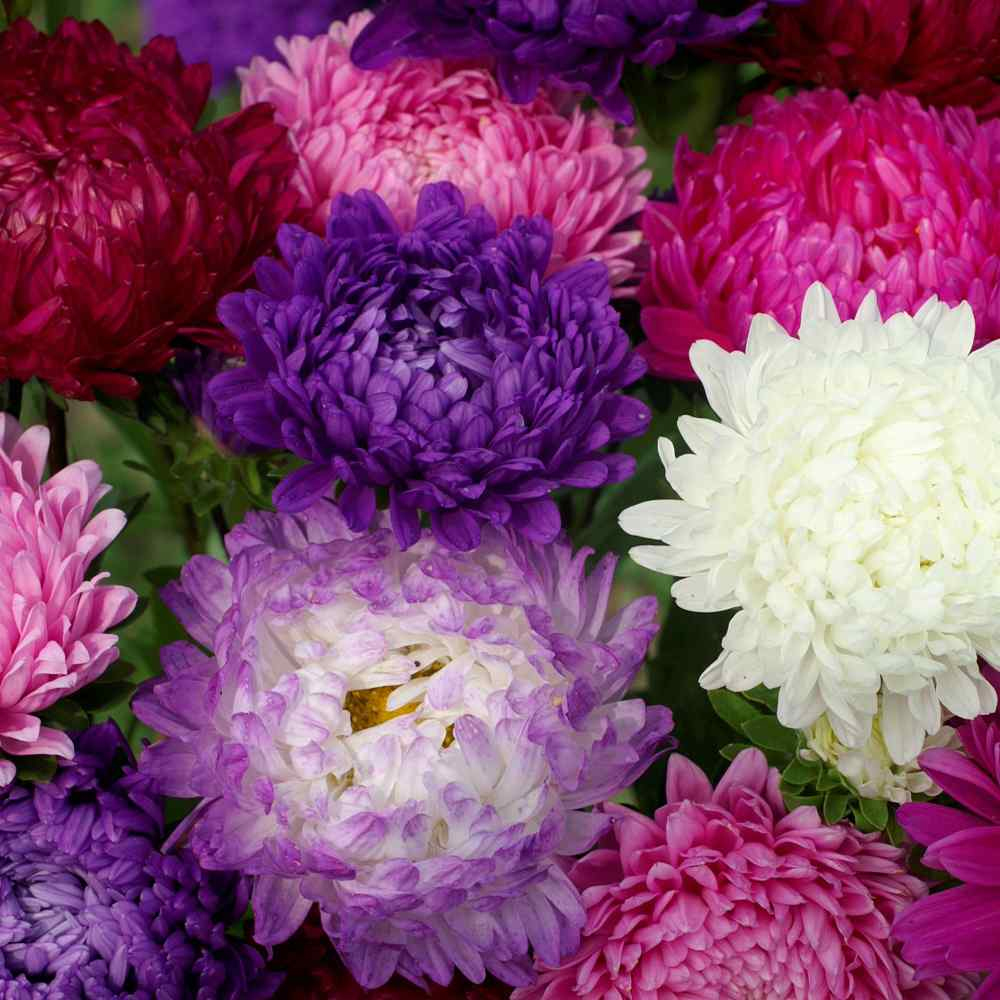 Aster – Peony Duchess Mix