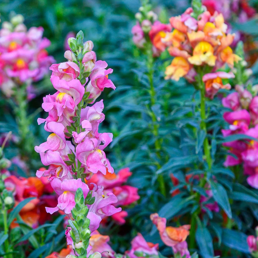 Snapdragon – Tetra Mix (150-200 Seeds)