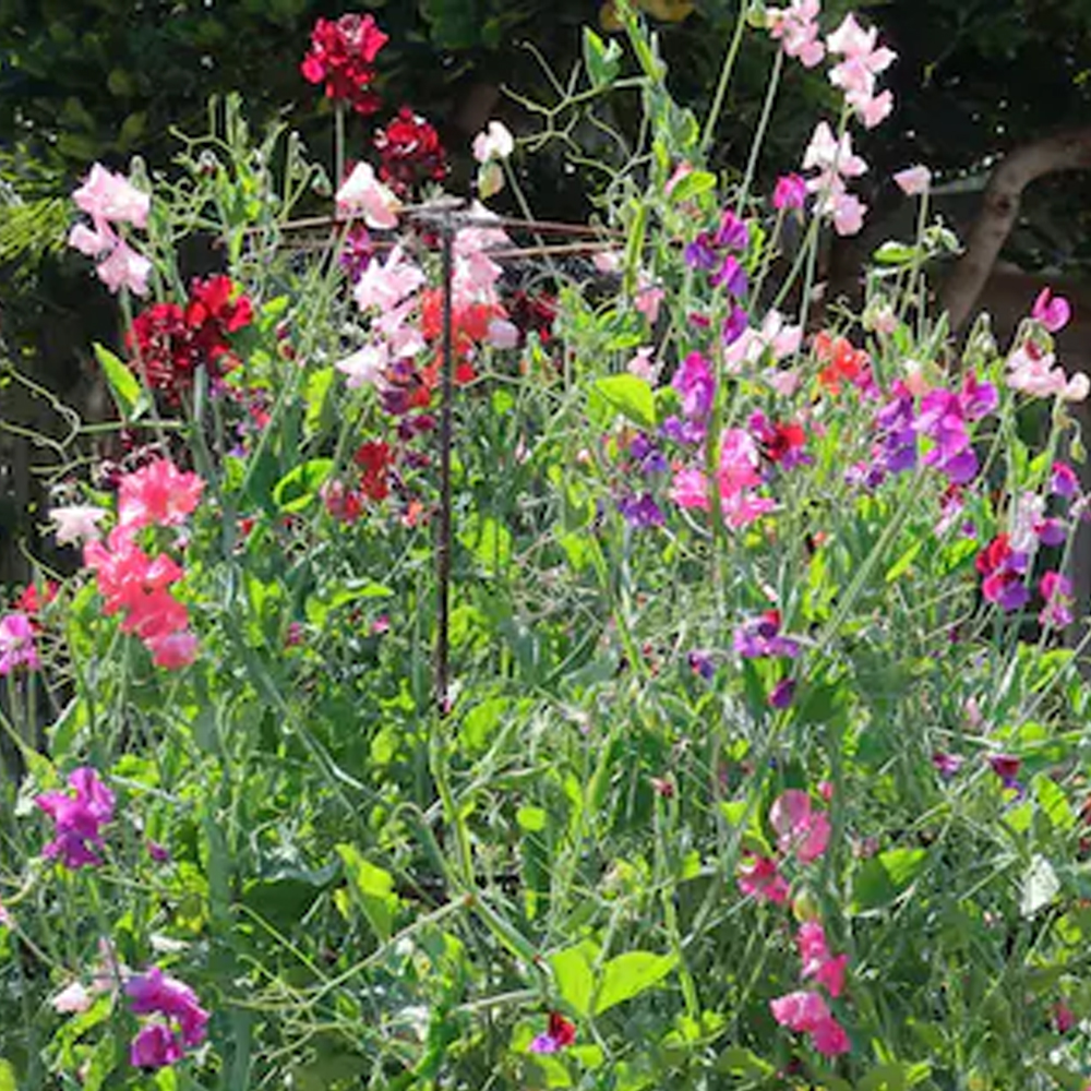 Sweet Pea – Everlasting Mixture (Perennial Zones 4-9)