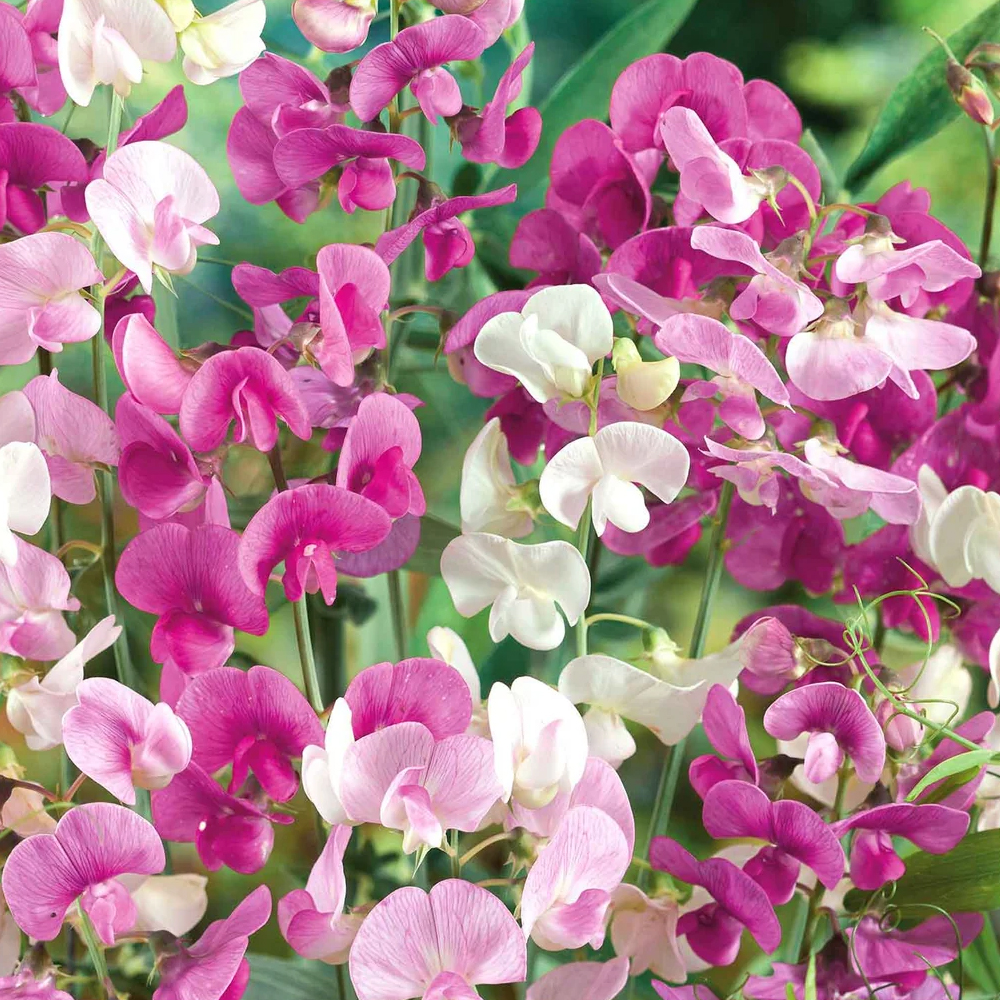 Sweet Pea – Everlasting Mixture (Perennial Zones 4-9)